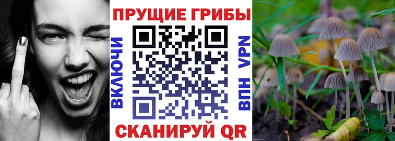 blacksprut как войти  Макаров  Псилоцибиновые грибы Psilocybe  сколько стоит 
